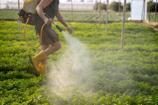 Wasp Removal Services in Joliet, IL