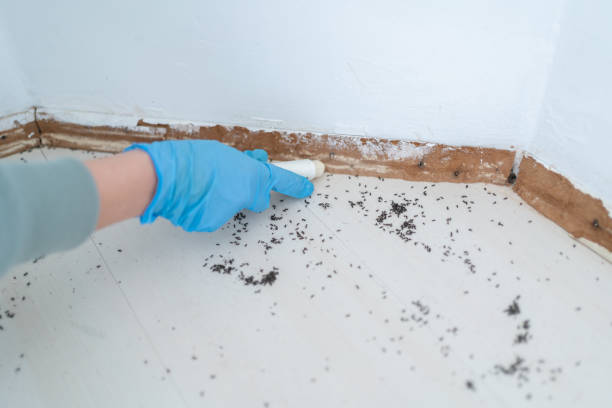 Best Pest Control Near Me in Joliet, IL